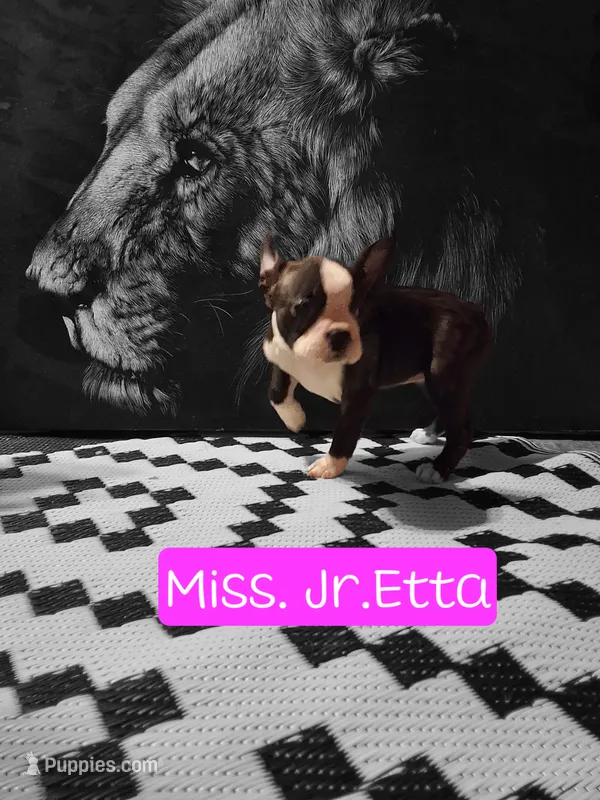 Jr.Etta