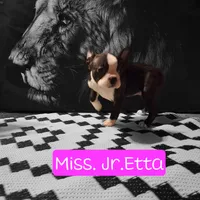 Jr.Etta, a female Boston Terrier for sale in Marion, IL – Photo 6 of 10
