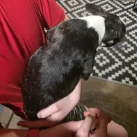 Jr.Etta, a female Boston Terrier for sale in Marion, IL – Photo 5 of 10