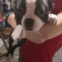 Jr.Etta, a female Boston Terrier for sale in Marion, IL – Photo 4 of 10