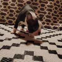 Jr.Etta, a female Boston Terrier for sale in Marion, IL – Photo 8 of 10