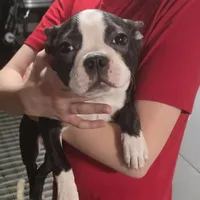Jr.Etta, a female Boston Terrier for sale in Marion, IL – Photo 1 of 10