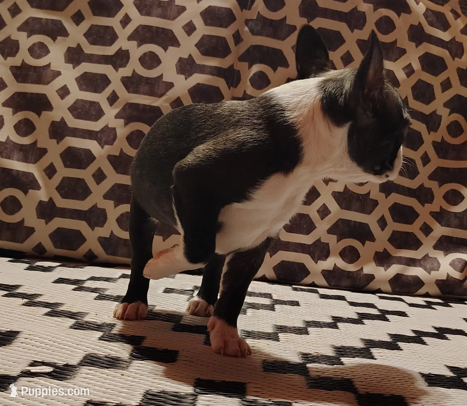 processed/55e5fc13-926e-4f75-bfe7-0574c7850131/listing/3e6ff99b-414f-47d5-bb06-dba881f92e8d/f7a8cf06-5443-4386-9c5b-97a04a50f39d