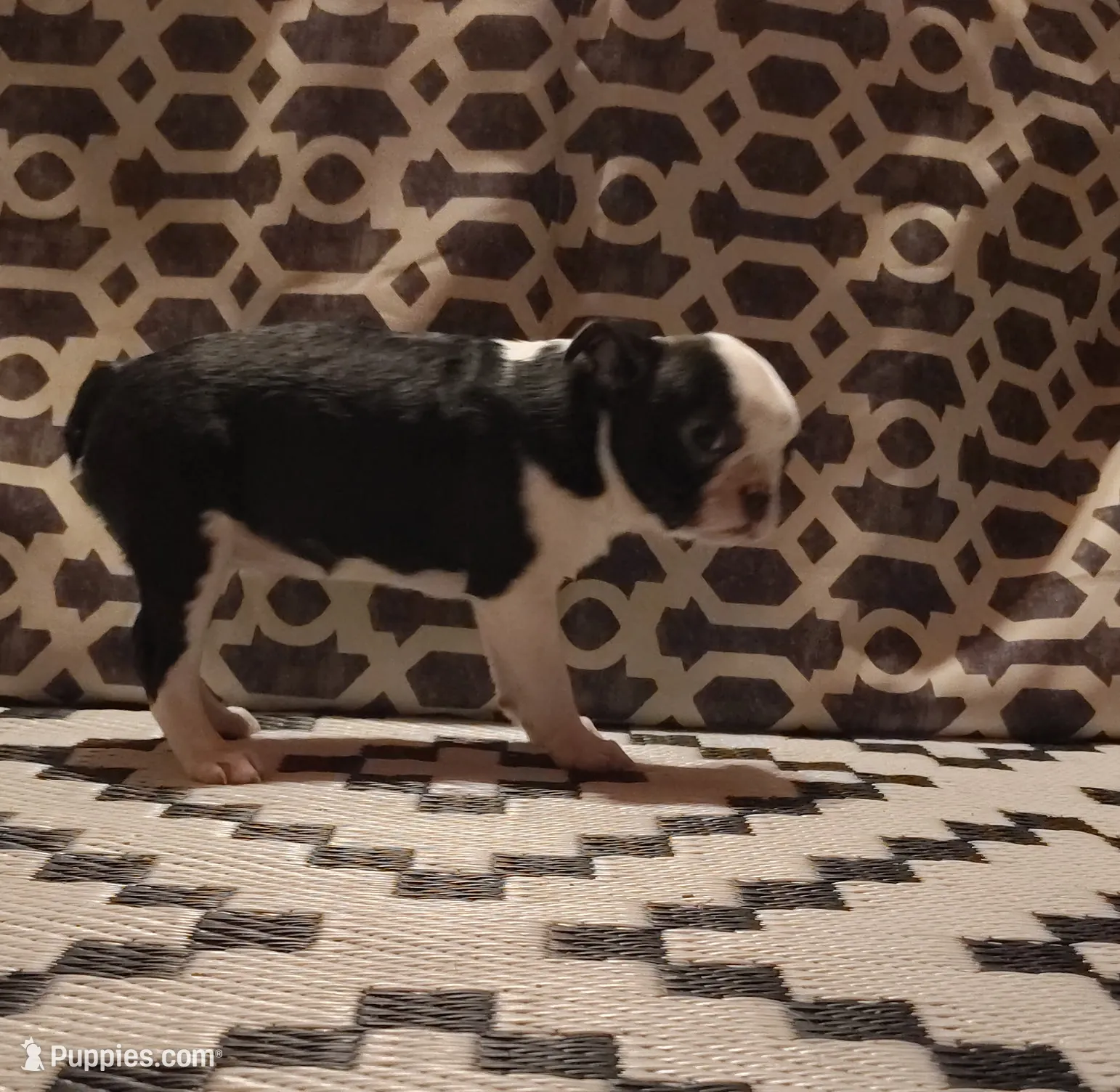 Bat Girl, a female Boston Terrier for sale in Marion, IL – Photo 4 of 5