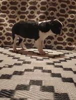 Bat Girl, a female Boston Terrier for sale in Marion, IL – Photo 3 of 5