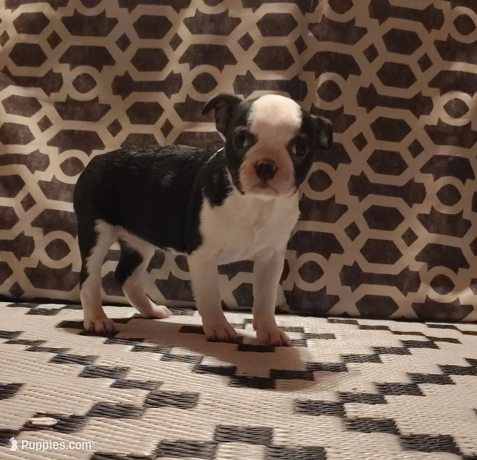 Bat Girl, a female Boston Terrier for sale in Marion, IL – Photo 2 of 5