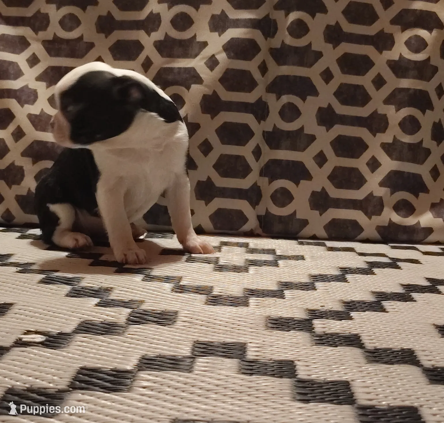 Bat Girl, a female Boston Terrier for sale in Marion, IL – Photo 5 of 5