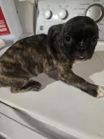 Blackie, a male Boston Terrier and Pug for sale in Marion, IL – Photo 4 of 5