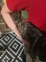 Blackie, a male Boston Terrier and Pug for sale in Marion, IL – Photo 3 of 5