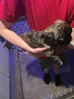 Blackie, a male Boston Terrier and Pug for sale in Marion, IL – Photo 5 of 5