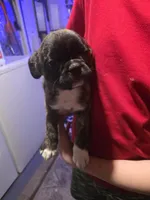 Blackie, a male Boston Terrier and Pug for sale in Marion, IL – Photo 1 of 5