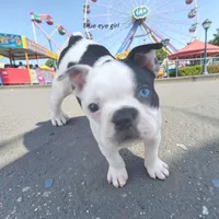 Blue Eyed Girl, a female Boston Terrier for sale in Marion, IL – 2 of 3
