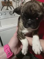 Mikey, a male Boston Terrier and Pug for sale in Marion, IL – Photo 5 of 5