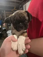 Mikey, a male Boston Terrier and Pug for sale in Marion, IL – Photo 2 of 5