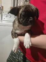 Mikey, a male Boston Terrier and Pug for sale in Marion, IL – Photo 3 of 5