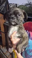 girl 3, a female Boston Terrier and Pug for sale in Marion, IL – 2 of 5