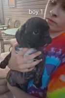 boy 1, a male Pug and Boerboel for sale in Marion, IL – 2 of 4