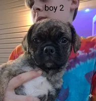 boy 2, a  Boston Terrier and Pug for sale in Marion, IL – 4 of 5