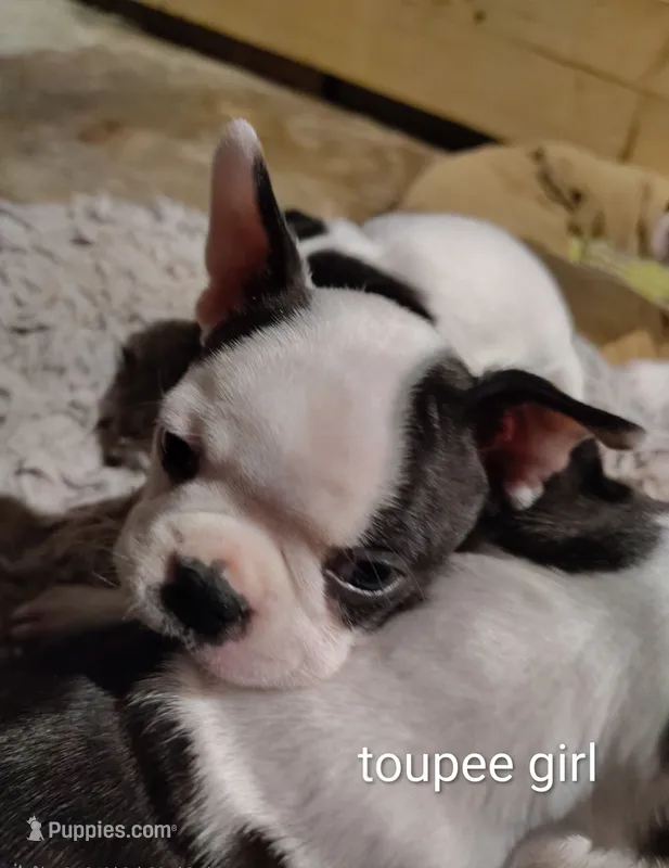 toupee – Boston Terrier puppy for sale in Marion, IL