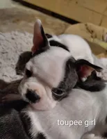 toupee, a female Boston Terrier for sale in Marion, IL – 1 of 5