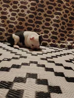 Ziggy, a male Boston Terrier for sale in Marion, IL – Photo 6 of 7