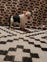 Ziggy, a male Boston Terrier for sale in Marion, IL – Photo 7 of 7