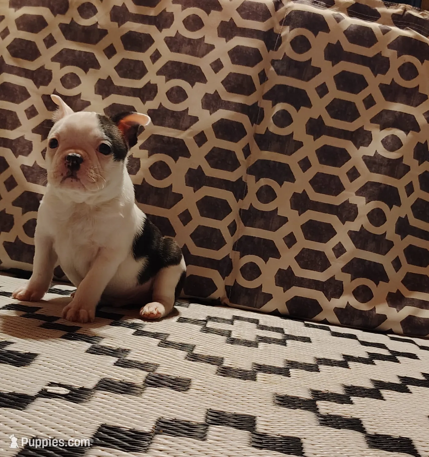 Ziggy, a male Boston Terrier for sale in Marion, IL – Photo 3 of 7