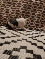 Ziggy, a male Boston Terrier for sale in Marion, IL – Photo 4 of 7