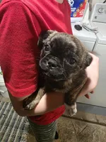 Sweetie, a female Boston Terrier and Pug for sale in Marion, IL – Photo 1 of 5
