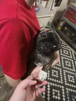 Sweetie, a female Boston Terrier and Pug for sale in Marion, IL – Photo 4 of 5