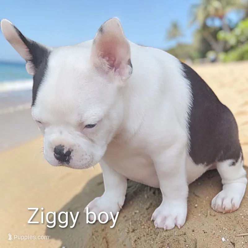 ziggy – Boston Terrier puppy for sale in Marion, IL