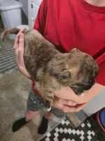 Mini, a female Boston Terrier and Pug for sale in Marion, IL – Photo 5 of 5