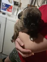 Mini, a female Boston Terrier and Pug for sale in Marion, IL – Photo 4 of 5