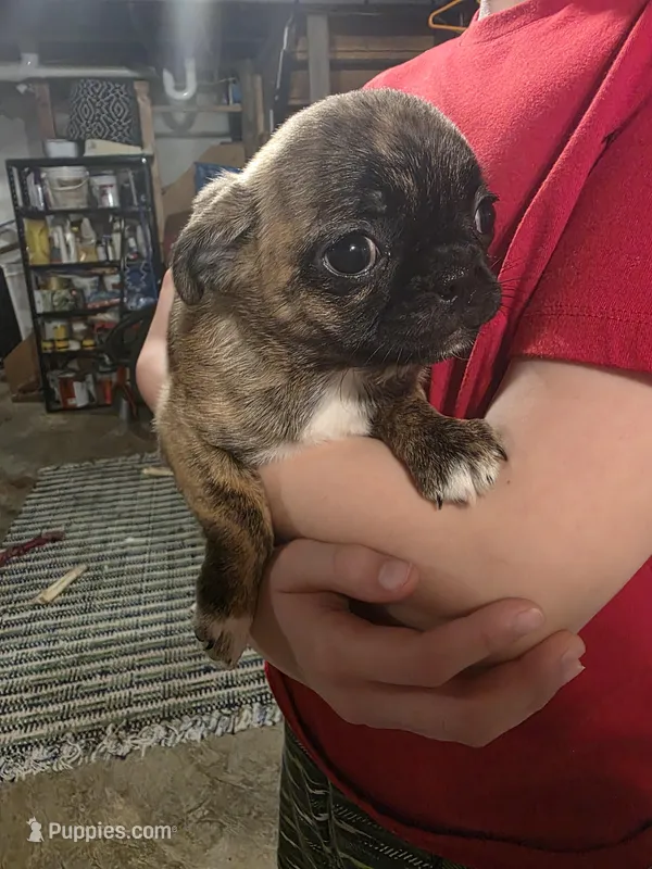Mini, a female Boston Terrier and Pug for sale in Marion, IL – Photo 1 of 5