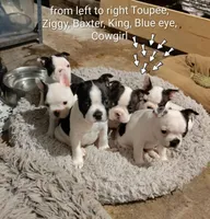 toupee, a female Boston Terrier for sale in Marion, IL – 5 of 5