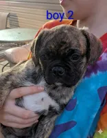 boy 2, a  Boston Terrier and Pug for sale in Marion, IL – 3 of 5