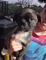 girl 3, a female Boston Terrier and Pug for sale in Marion, IL – 3 of 5