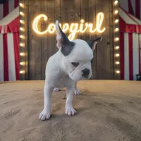 cowgirl, a female Boston Terrier for sale in Marion, IL – 1 of 5