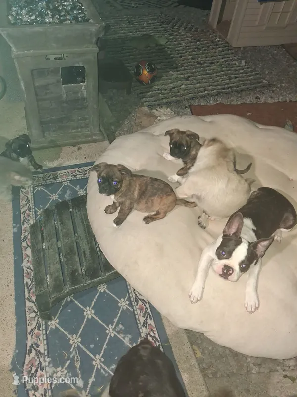 king – Boston Terrier puppy for sale in Marion, IL