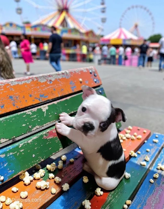 Blue Eyed Girl – Boston Terrier puppy for sale in Marion, IL