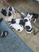 toupee, a female Boston Terrier for sale in Marion, IL – 4 of 5