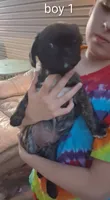 boy 1, a male Pug and Boerboel for sale in Marion, IL – 3 of 4
