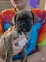 boy 2, a  Boston Terrier and Pug for sale in Marion, IL – 2 of 5