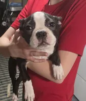 Big Boy, a male Boston Terrier for sale in Marion, IL – 2 of 3
