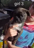 girl 3, a female Boston Terrier and Pug for sale in Marion, IL – 4 of 5