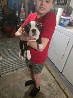 Big Boy, a male Boston Terrier for sale in Marion, IL – 3 of 3
