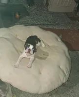 king, a male Boston Terrier for sale in Marion, IL – 2 of 9