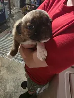 Curly Q, a female Boston Terrier and Pug for sale in Marion, IL – Photo 2 of 5