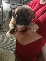 Curly Q, a female Boston Terrier and Pug for sale in Marion, IL – Photo 1 of 5