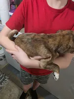 Curly Q, a female Boston Terrier and Pug for sale in Marion, IL – Photo 5 of 5